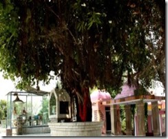 Exact site under Banyan tree