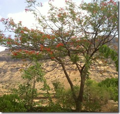 My Igatpuri room view
